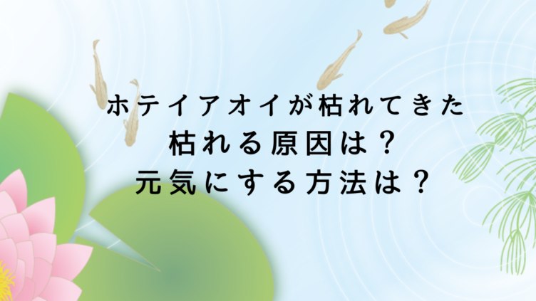 アラ還さち子が京都のベランダでメダカを愛でるブログ ページ 2 とにかく何でもやってみる 楽しい一人時間のすすめ