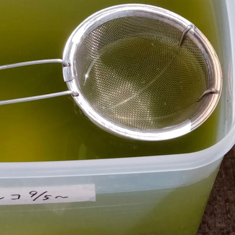 100均茶こしを利用して メダカ容器でミジンコを育てる方法 アラ還さち子ブログ
